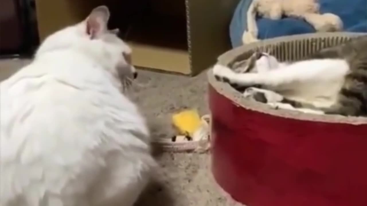 Like This Too, Your Pet? 😹 | Funny Cats Being Silly Together!