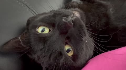 Cute Precious Piper Has Trouble Getting Comfortable - My Adopted Shelter Cat Vlog 