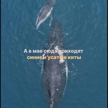 Where to watch whales in Europe?