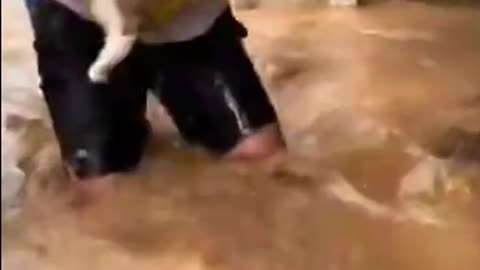 This Is What Texas Flood Did to Animals