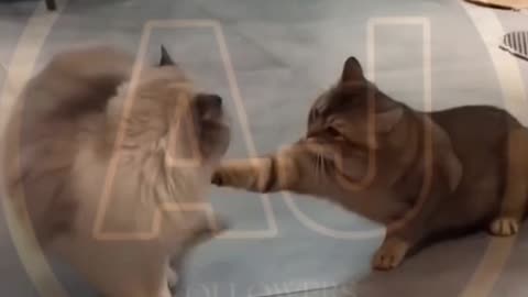 Funny animals video