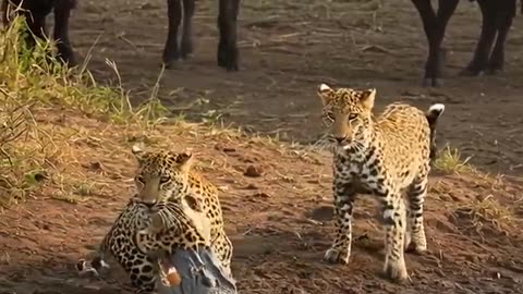 brave leopard story