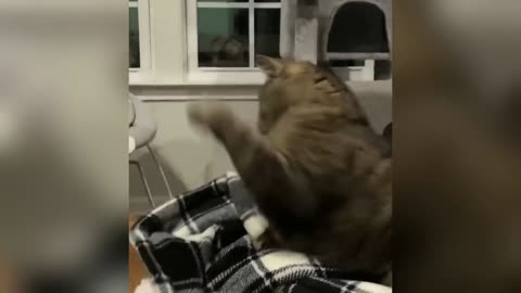 funny animal 4