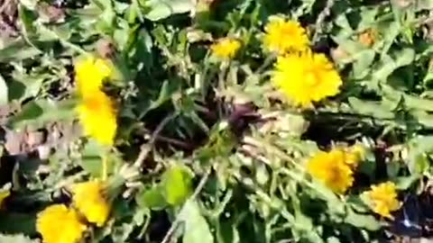 Do you know what's growing on your land?