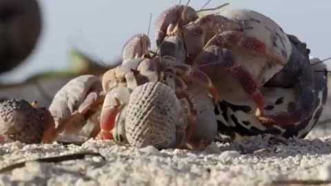 Crabs Trade Shells in the Strangest Way