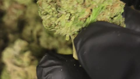 SUPER BUFF CHERRY THCA FLOWER