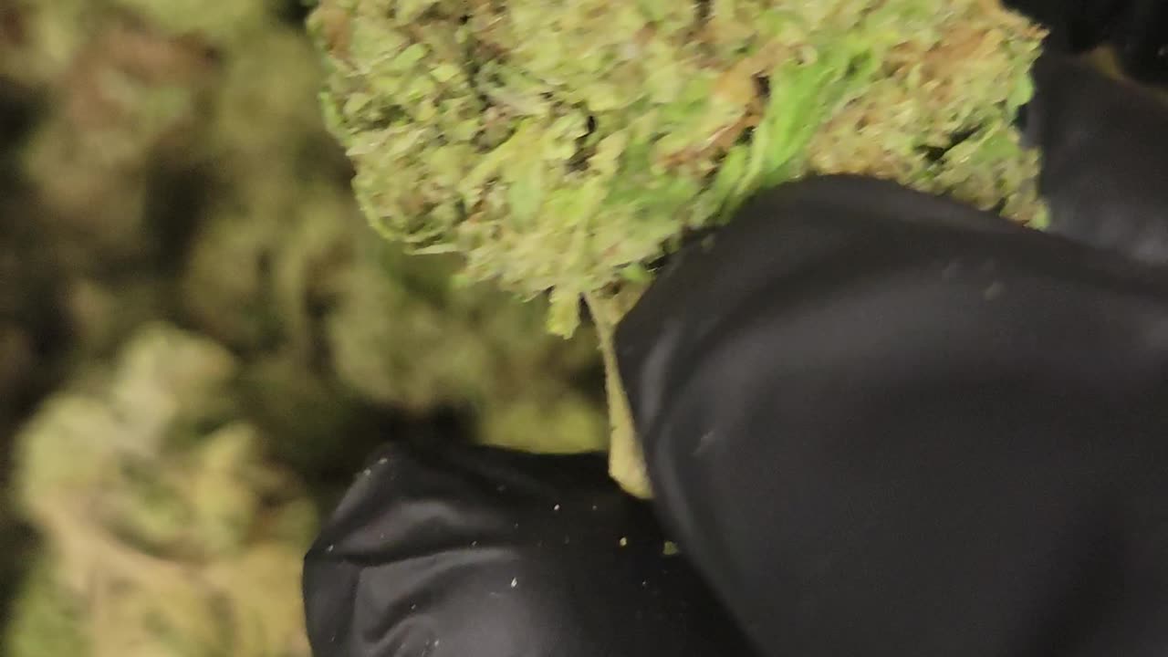 SUPER BUFF CHERRY THCA FLOWER