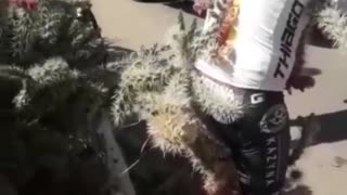 😂🤦‍♂️ This Epic Fail Will Leave You Rolling! Cactus Prank Gone Wrong | FunFM