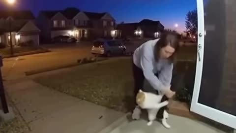 Crazy Cat 😂😂