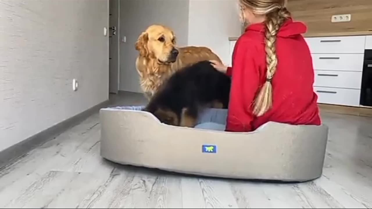 Dogs