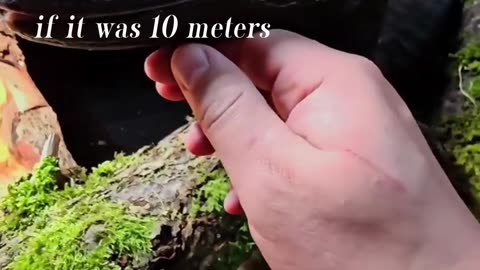 This lizard looks like a dinosaur... imagine if it was 10 meters tall? 🦖❤️