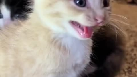 Deux chats et un miaulement trop craquant !