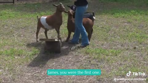 The Goats at the Ark of Grace Sanctuary!
