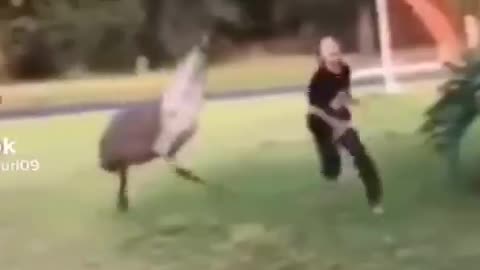 Funny animals