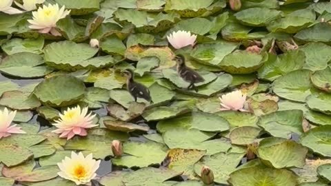 A Pair of Ducklings Walking Across Lily Pads