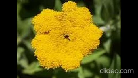 Helichrysum umbraculigerum, a source of CBG!