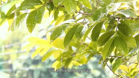 Mưa Hát Cho Riêng Tôi | Official Music Video | Bolero Hoài Niệm Acoustic Trữ Tình