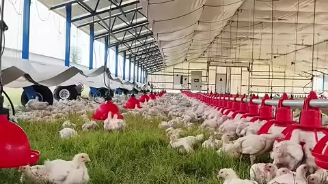 The mobile chicken farm revolutionized the farming industry