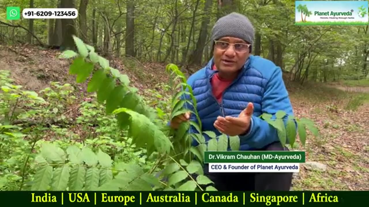 Ailanthus excelsa for Cancer Support- Ayurvedic Properties