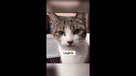 Cute Cat Vids #1