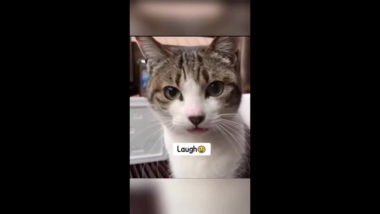 Cute Cat Vids #1