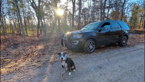 Brandon The #WonderDog Rules overlooking the @Ausableforest and Lake State Railway