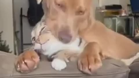 🤣🐱 Kitty Nuggets Anyone? The Cutest Snack Time Ever! | FunFM