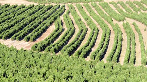 ChinaGreatGreenWall