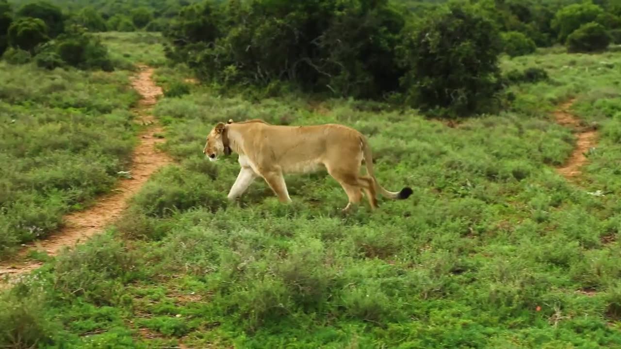 Drone view of an Animals