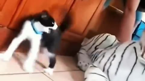 #funny dog reaction 😁😁😂