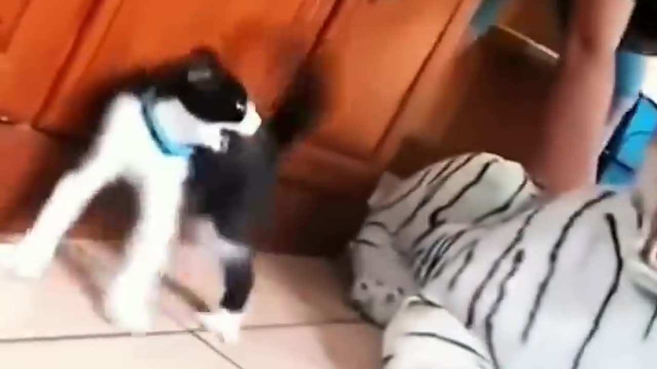 #funny dog reaction 😁😁😂