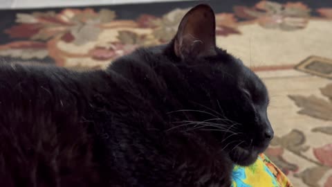 Cute Precious Piper Has Ears That Move Like an Antenna - Adopting a Cat from a Shelter Vlog