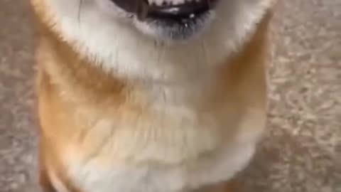 Funny Sleeping Dogs – Câini Care Dorm Foarte Haiosi și Drăgălași 🐶😴😂