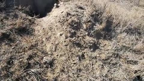 Leopard & Hunting