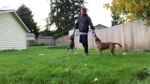 backyard hoop tug 32908432094823098