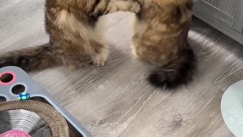 This Cat Is Cheating 🤣