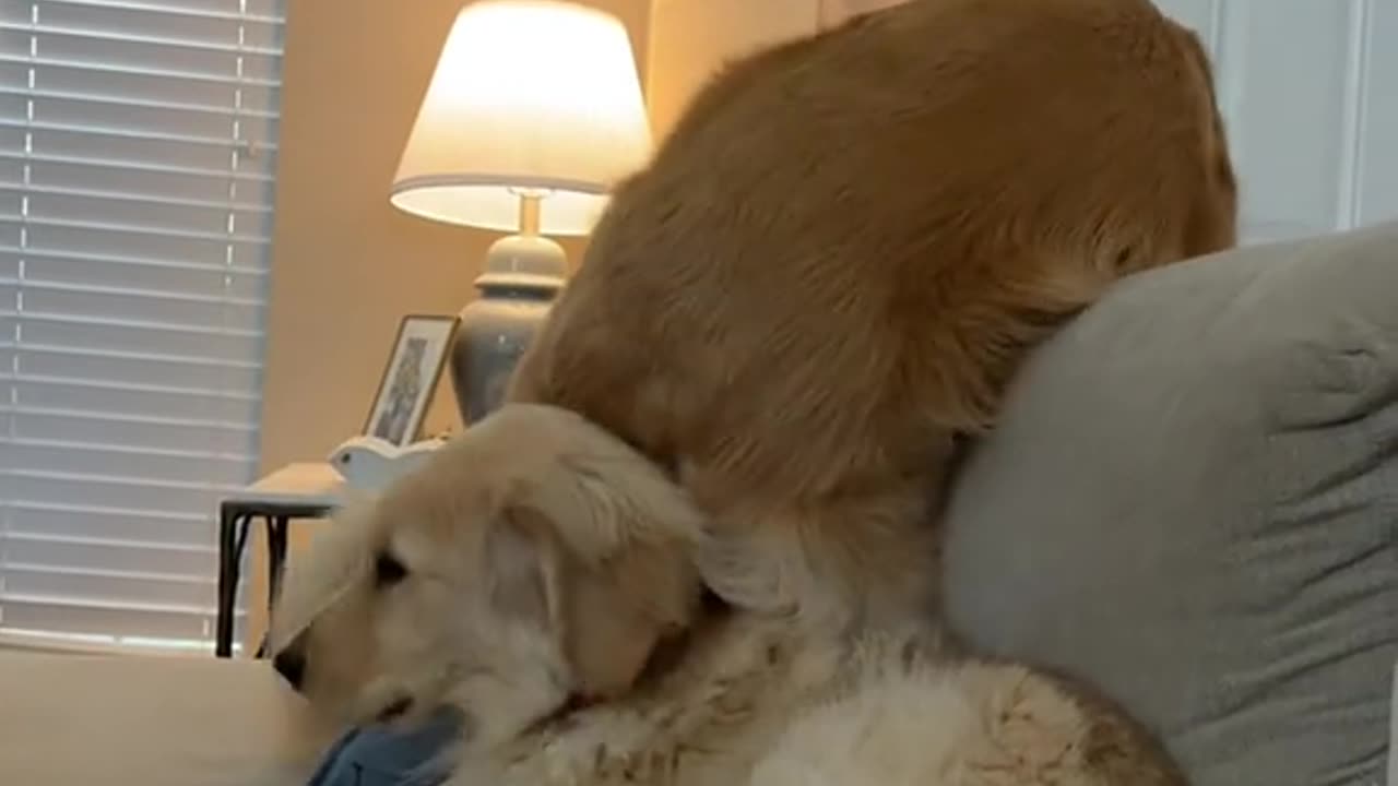 Nobody takes 🤣Teddy’s spot