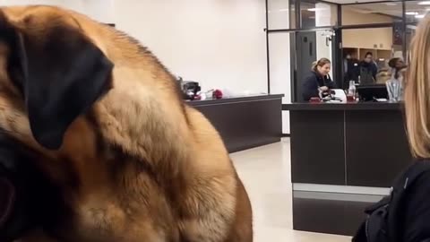 Funny animal videos