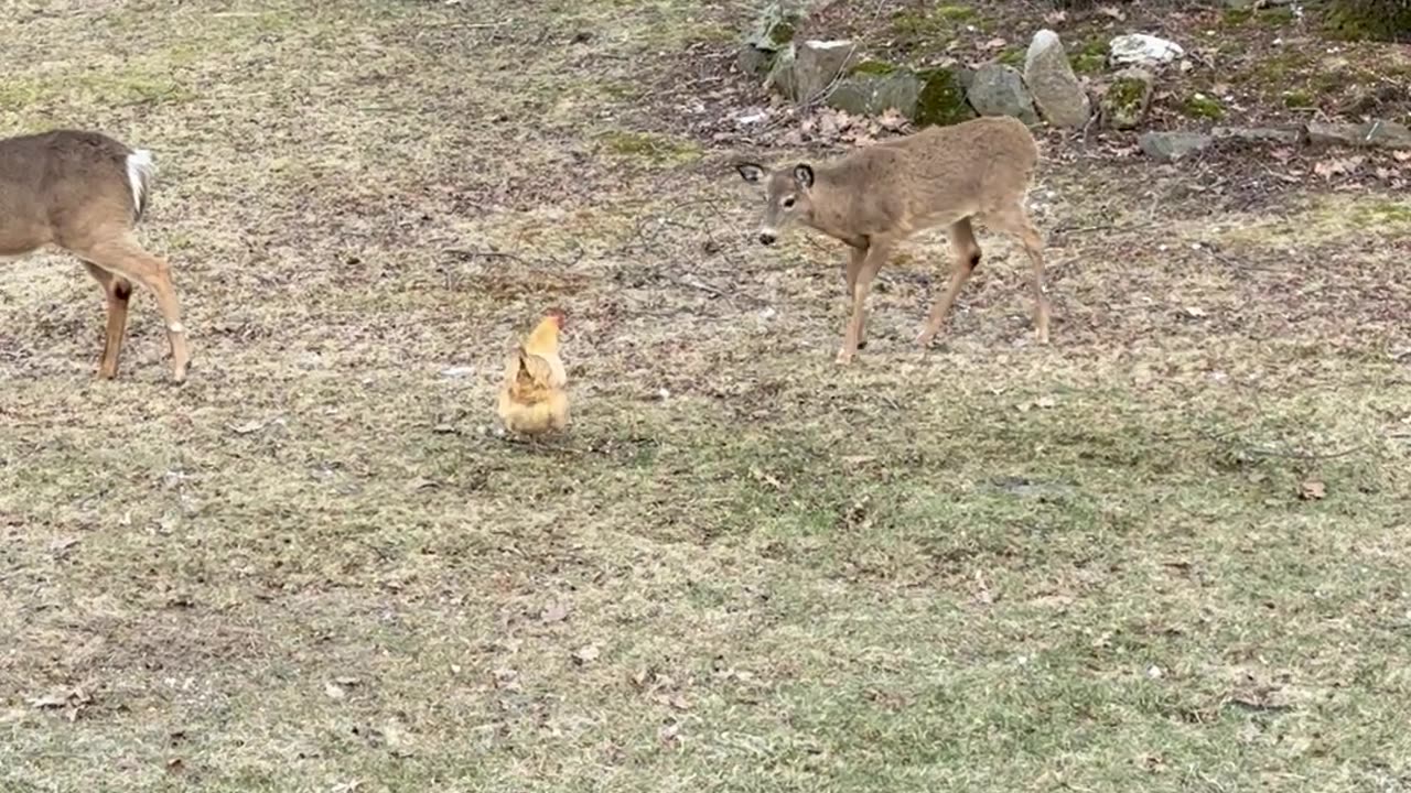 Yearling Fawn Tries To Befriend Chicken