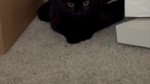 Precious Piper Guards the Boxes by the Supply Closet - Adopting a Cat from a Shelter Vlog #shorts