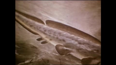 Legend of Loch Ness (1976) Full movie | Documentary