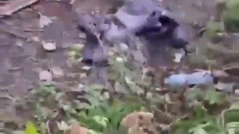 🎯🇺🇦 Ukraine Russia War | Captured AFU Soldiers | RCF