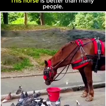 this touching scene reminds us that compassion knows no boundaries between species.