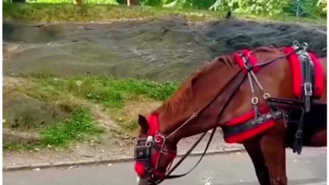 this touching scene reminds us that compassion knows no boundaries between species.