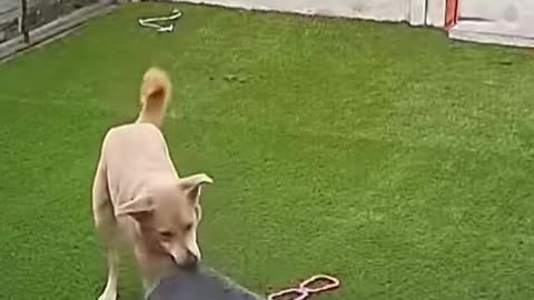 Dog's Comedy Videos 🤣 so cute videos 😍 funny videos 🤣