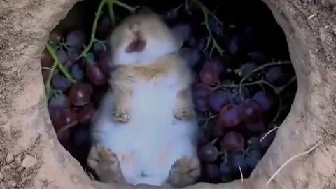 Funny & Cute Animals