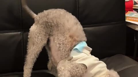 What If Your PET Could Sing About Their BAD Behavior? 🎤🐾 #FunnyPets #BadPetBehavior #PetSinging"
