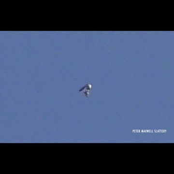 UFOs, Orbs, UAPs & NHI Over the Years with Pete...