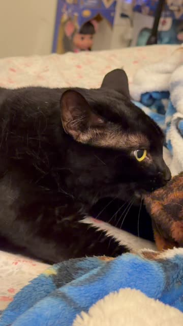 Cute Precious Piper Looks Like a Sweet Innocent Kitten - My Adopted Shelter Cat Vlog #shorts