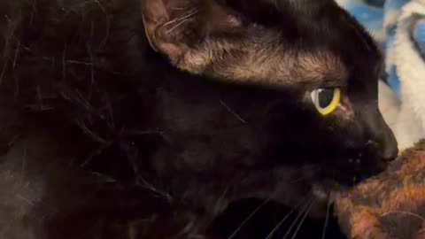 Cute Precious Piper Looks Like a Sweet Innocent Kitten - My Adopted Shelter Cat Vlog #shorts